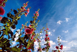 les roses trémières